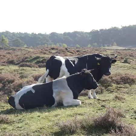 Zandzicht 2 Апартаменты