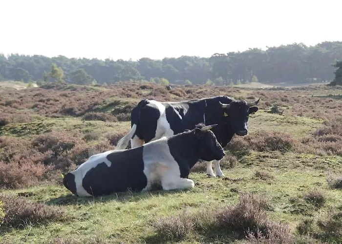 Zandzicht 2 Appartement